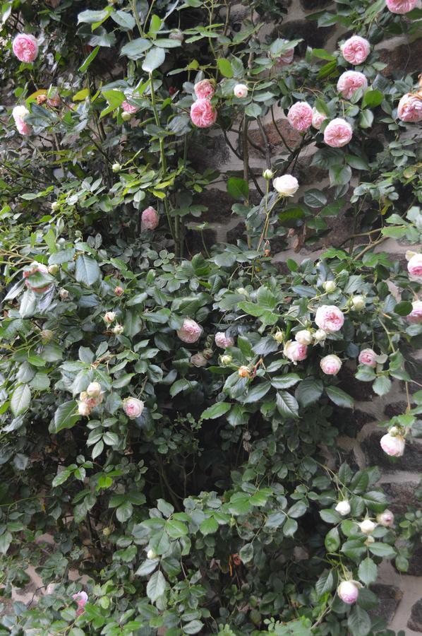 Bed and Breakfast Le Domaine Les Iffs Exterior foto
